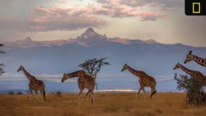 A serene landscape features several giraffes grazing against a backdrop of mountains and a colorful sky at dusk.