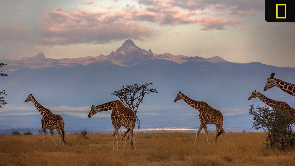A serene landscape features several giraffes grazing against a backdrop of mountains and a colorful sky at dusk.