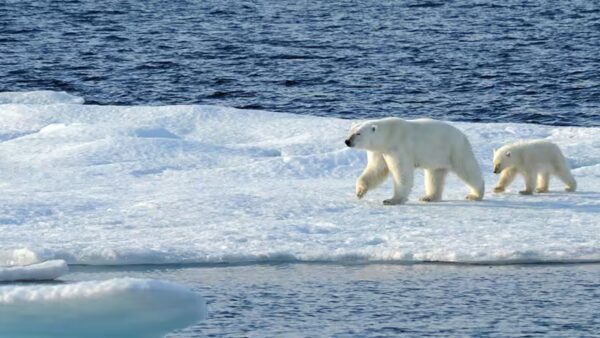 AdventuresbyDisneyAntarcticExpeditionCruise A polar bear and two cubs walk across an icy surface, near a blue expanse of water.