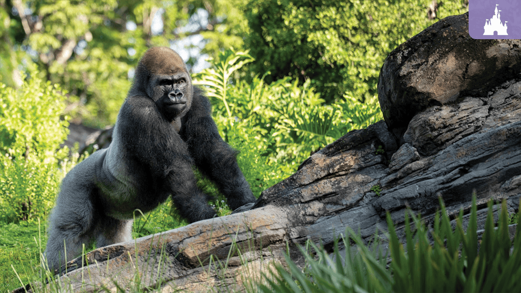 Adult silverback gorilla leaning on a rocky ledge surrounded by leafy green vegetation