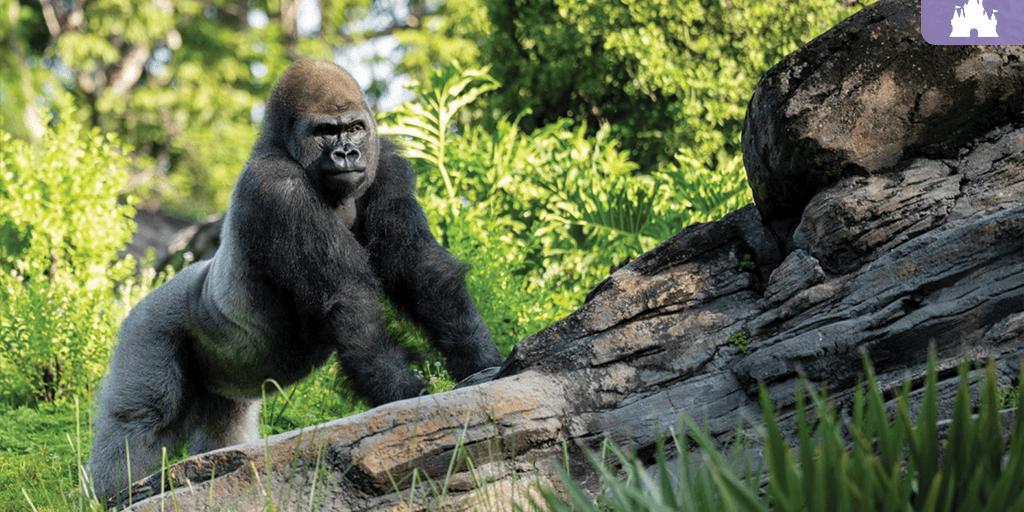 Adult silverback gorilla leaning on a rocky ledge surrounded by leafy green vegetation