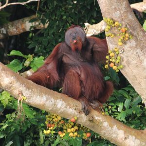 An orangutan sits casually on a tree branch surrounded by green leaves and colorful fruits, appearing relaxed in its natural habitat.