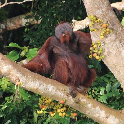 An orangutan sits casually on a tree branch surrounded by green leaves and colorful fruits, appearing relaxed in its natural habitat.