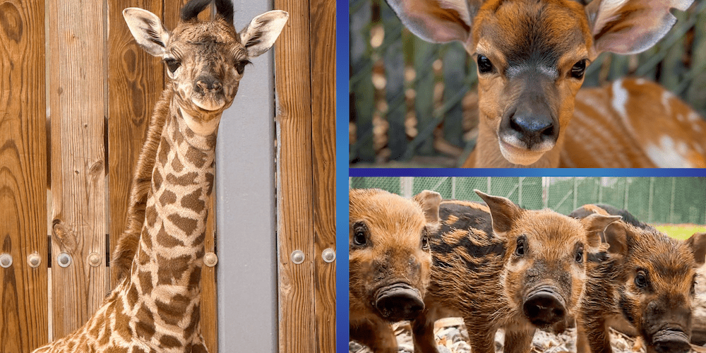 Collage of three new baby animals at Disney's Animal Kingdom: a Masai giraffe calf, a nyala calf, and red river hog piglets