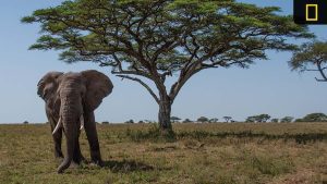 A lone elephant stands in a vast savanna, facing away from the camera, beneath a large acacia tree against a clear blue sky.