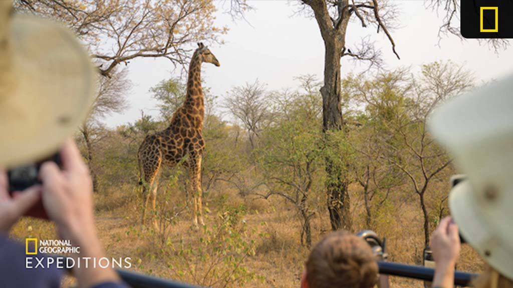 Visitors on a National Geographic Expeditions safari photograph a giraffe standing amidst dry trees and grass in a Southern African savanna.