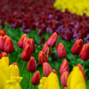 A vibrant field of tulips in various colors, including red, yellow, and purple, displayed in rows against a lush green background.