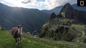 A llama stands on grassy terrain with Machu Picchu and mountains in the background, illuminated by soft sunlight and dramatic clouds.