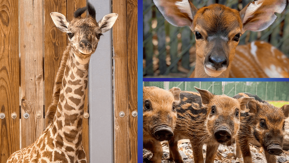 Collage of three new baby animals at Disney's Animal Kingdom: a Masai giraffe calf, a nyala calf, and red river hog piglets